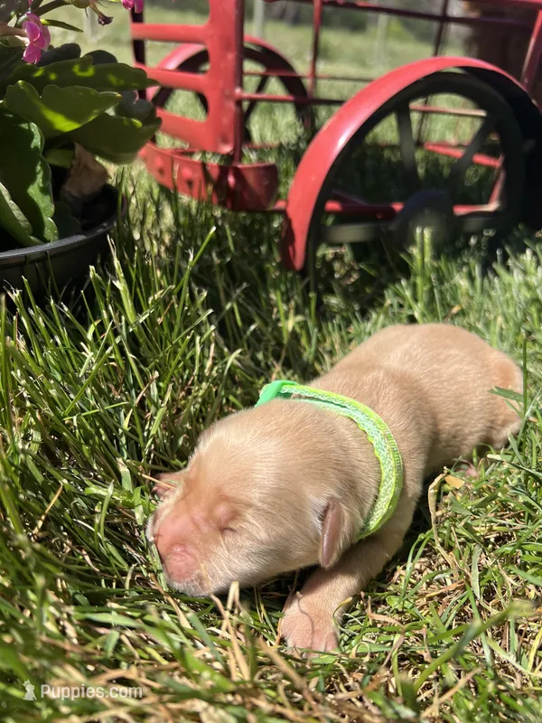 AKC Golden Retriever  – Golden Retriever puppy for sale in White Sulphur Springs, WV