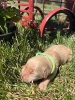AKC Golden Retriever , a female Golden Retriever for sale in White Sulphur Springs, WV – 1 of 2