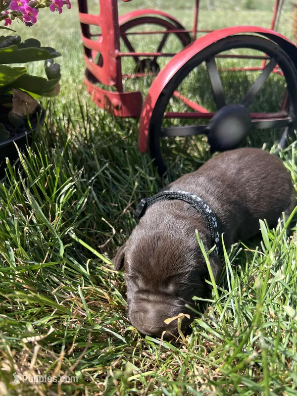 AKC Chocolate Labrador Retriever  – Labrador Retriever puppy for sale in White Sulphur Springs, WV