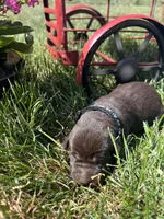 AKC Chocolate Labrador Retriever , a male Labrador Retriever for sale in White Sulphur Springs, WV – Photo 1 of 2