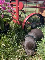 AKC Chocolate Labrador Retriever , a male Labrador Retriever for sale in White Sulphur Springs, WV – Photo 2 of 2