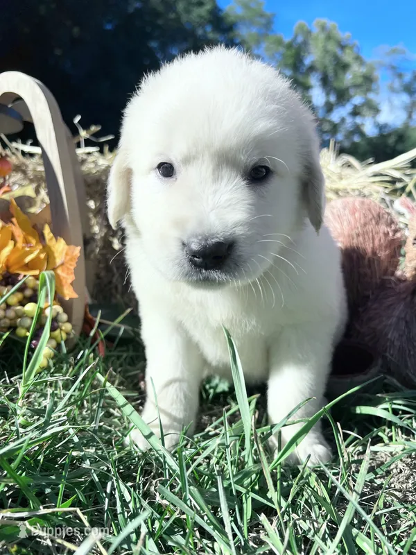 Discounted AKC Russian Cream Golden Retriever  – Golden Retriever puppy for sale in White Sulphur Springs, WV