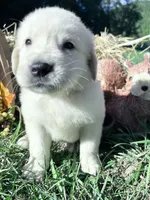 Discounted AKC Russian Cream Golden Retriever , a male Golden Retriever for sale in White Sulphur Springs, WV – 2 of 4