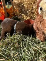 Chocolate Labrador Retriever , a male Labrador Retriever for sale in White Sulphur Springs, WV – 2 of 2