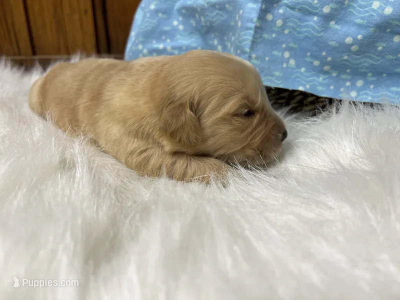 AKC Golden Retriever – Golden Retriever puppy for sale in White Sulphur Springs, WV