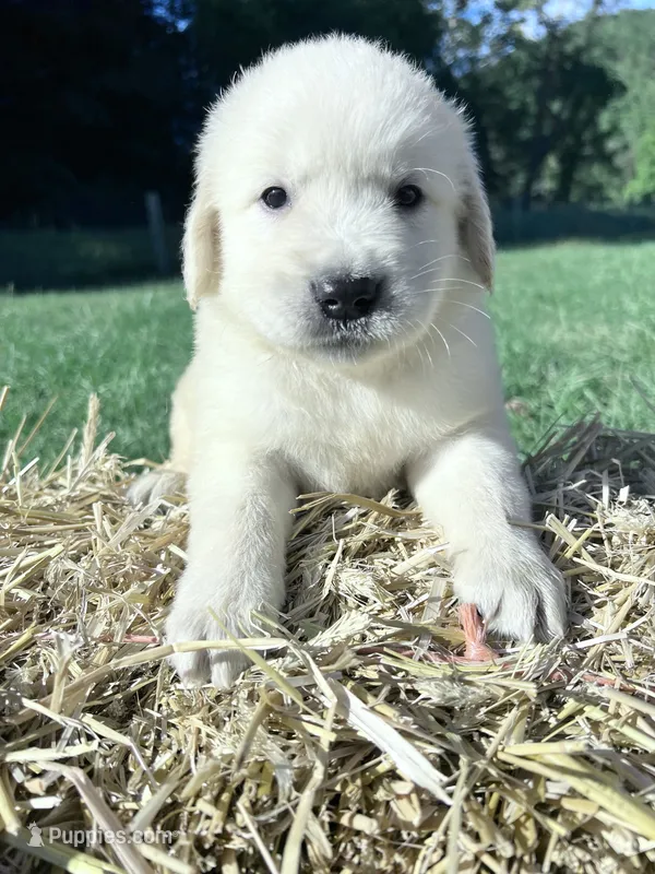 Discounted AKC Russian Golden Retriever  – Golden Retriever puppy for sale in White Sulphur Springs, WV