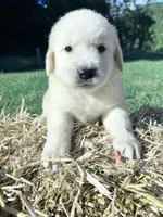 Discounted AKC Russian Golden Retriever , a male Golden Retriever for sale in White Sulphur Springs, WV – 1 of 4