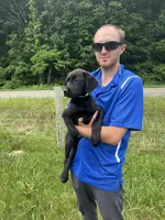 Ready to Go Home Black Labrador Retriever , a female Labrador Retriever for sale in White Sulphur Springs, WV – 2 of 2