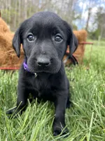 Ready to Go AKC Labrador Retriever , a female Labrador Retriever for sale in White Sulphur Springs, WV – Photo 2 of 2