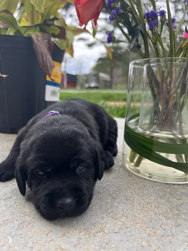 AKC Labrador Retriever  – Labrador Retriever puppy for sale in White Sulphur Springs, WV