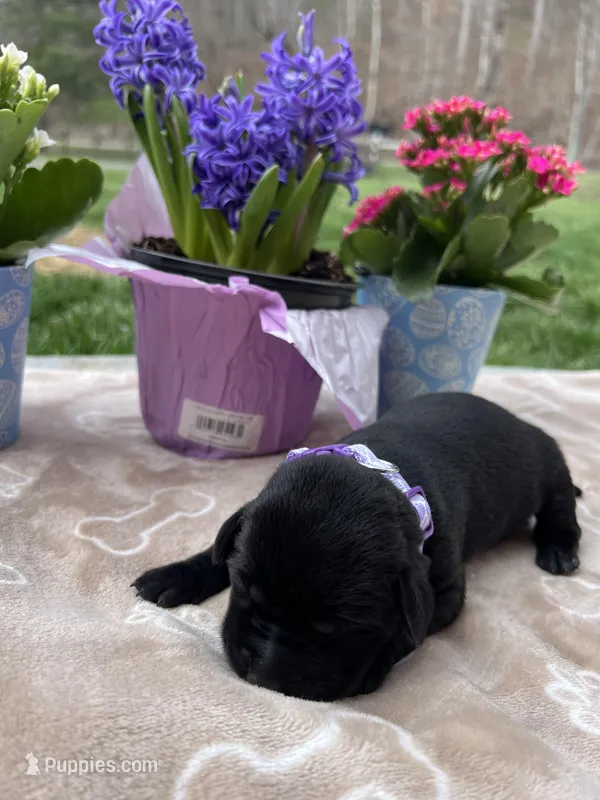 AKC Labrador Retriever  – Labrador Retriever puppy for sale in White Sulphur Springs, WV