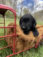Ready to Go AKC Labrador Retriever , a female Labrador Retriever for sale in White Sulphur Springs, WV – Photo 1 of 2