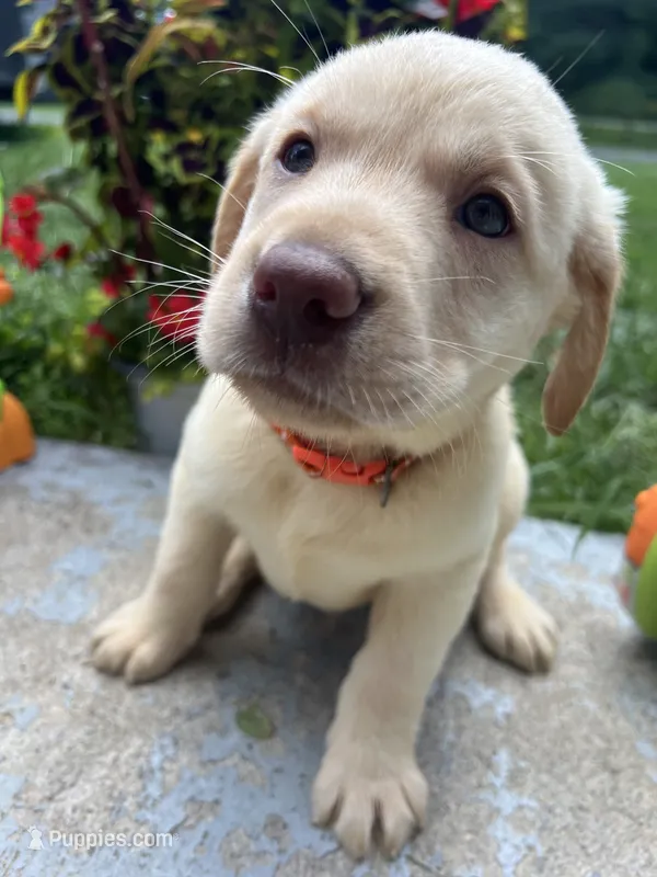 Ready to Go AKC Labrador Retriever  – Labrador Retriever puppy for sale in White Sulphur Springs, WV