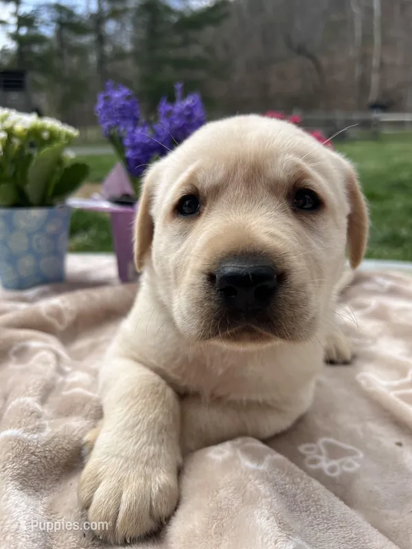 AKC Labrador Retriever  – Labrador Retriever puppy for sale in White Sulphur Springs, WV