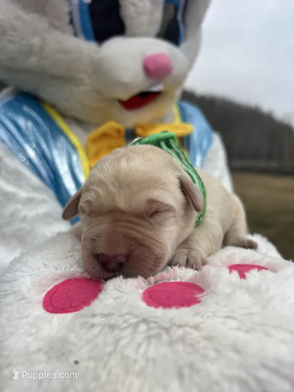 AKC Labrador Retriever  – Labrador Retriever puppy for sale in White Sulphur Springs, WV
