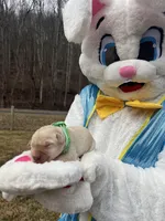 AKC Labrador Retriever , a male Labrador Retriever for sale in White Sulphur Springs, WV – Photo 2 of 2