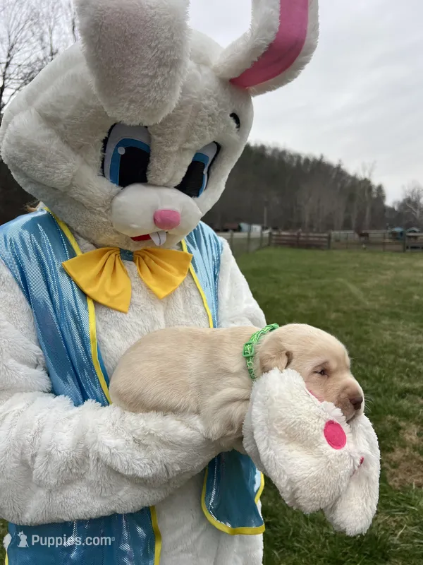 AKC Labrador Retriever  – Labrador Retriever puppy for sale in White Sulphur Springs, WV
