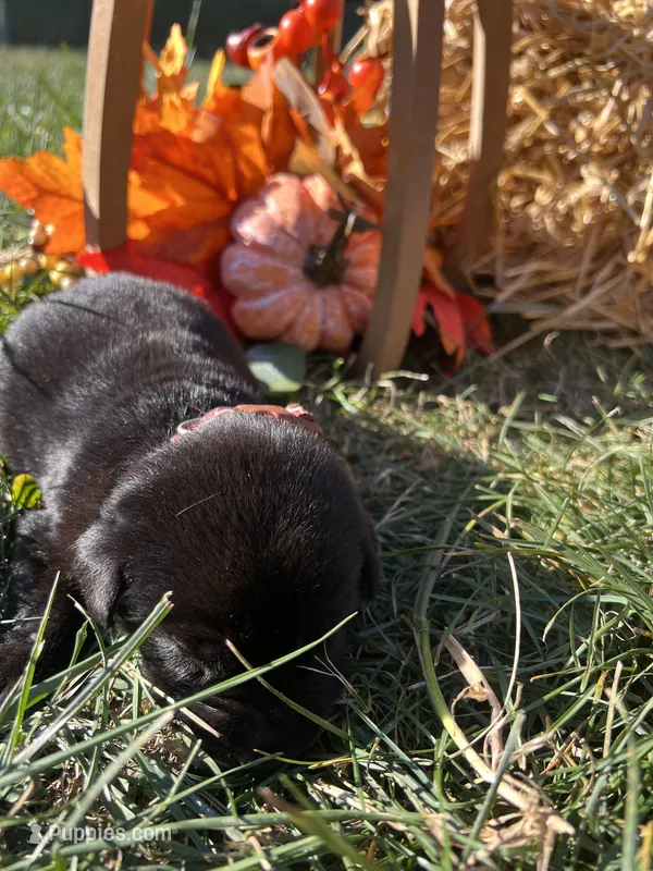 Black Labrador Retriever  – Labrador Retriever puppy for sale in White Sulphur Springs, WV