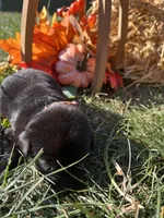 Black Labrador Retriever , a female Labrador Retriever for sale in White Sulphur Springs, WV – 1 of 2