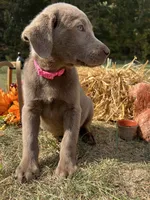 Discounted Ready to Go Home AKC Labrador Retriever , a female Labrador Retriever for sale in White Sulphur Springs, WV – 2 of 2