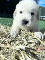 Discounted AKC Russian Cream Golden Retriever , a male Golden Retriever for sale in White Sulphur Springs, WV – 2 of 4