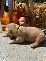 AKC Golden Retriever , a male Golden Retriever for sale in White Sulphur Springs, WV – 2 of 2