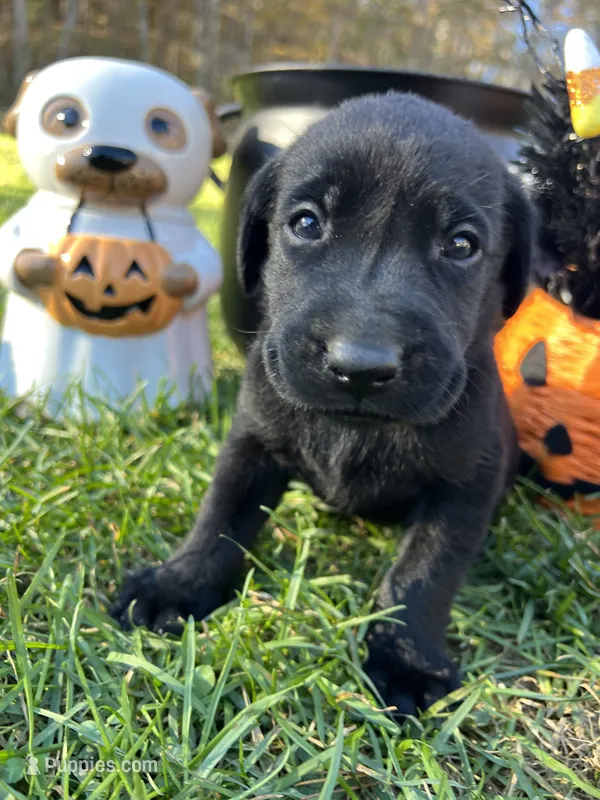 AKC Labrador Retriever  – Labrador Retriever puppy for sale in White Sulphur Springs, WV