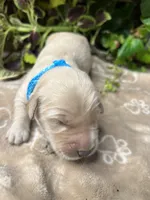 AKC Golden Retriever , a male Golden Retriever for sale in White Sulphur Springs, WV – 1 of 2