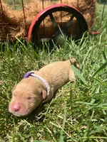 AKC Golden Retriever , a female Golden Retriever for sale in White Sulphur Springs, WV – 2 of 2