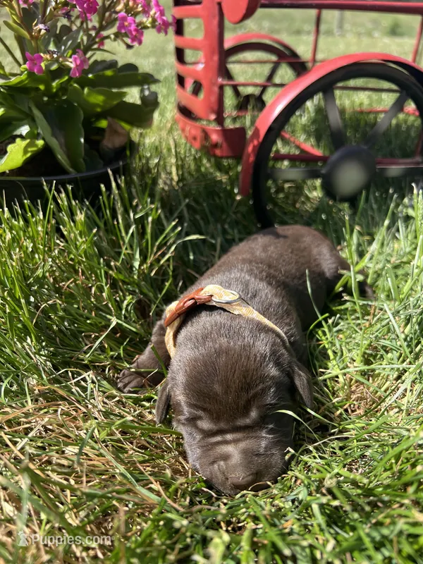 AKC Chocolate Labrador Retriever  – Labrador Retriever puppy for sale in White Sulphur Springs, WV