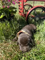 AKC Chocolate Labrador Retriever , a female Labrador Retriever for sale in White Sulphur Springs, WV – Photo 1 of 2