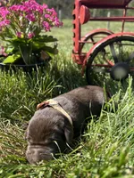 AKC Chocolate Labrador Retriever , a female Labrador Retriever for sale in White Sulphur Springs, WV – Photo 2 of 2