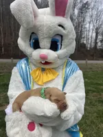 AKC Fox Red Labrador Retriever , a male Labrador Retriever for sale in White Sulphur Springs, WV – Photo 2 of 2