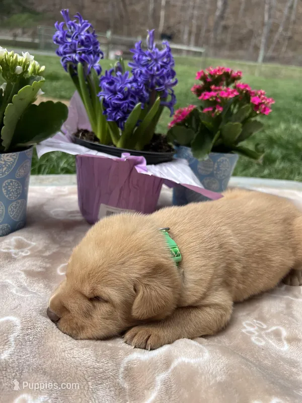 AKC Fox Red Labrador Retriever  – Labrador Retriever puppy for sale in White Sulphur Springs, WV
