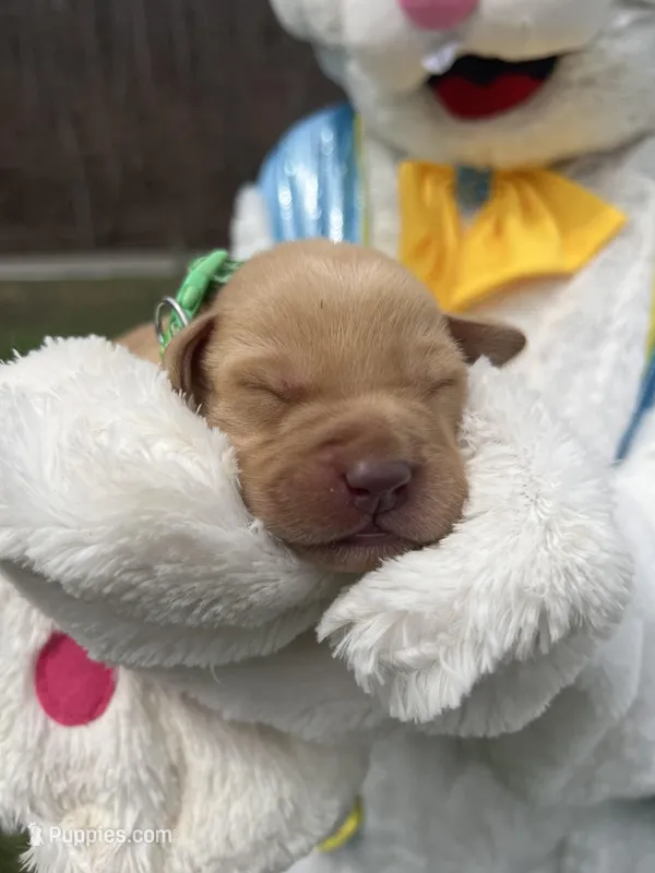 AKC Fox Red Labrador Retriever  – Labrador Retriever puppy for sale in White Sulphur Springs, WV