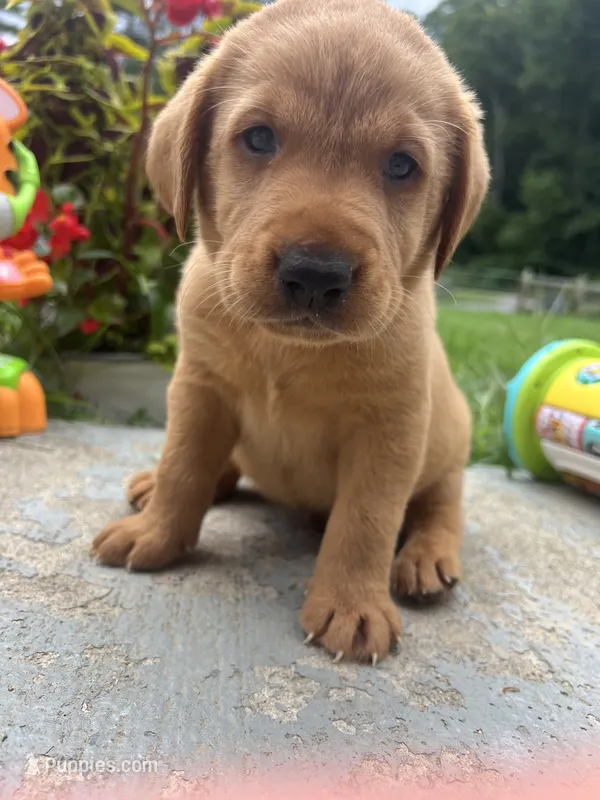 AKC Fox Red Labrador Retriever  – Labrador Retriever puppy for sale in White Sulphur Springs, WV