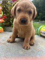 Ready to Go AKC Fox Red Labrador Retriever , a male Labrador Retriever for sale in White Sulphur Springs, WV – 1 of 2