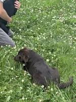 Discounted AKC Chocolate Labrador Retriever , a female Labrador Retriever for sale in White Sulphur Springs, WV – 3 of 6