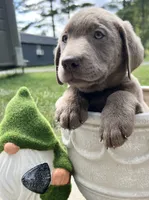 Discounted Ready to Go AKC Silver Labrador Retriever , a male Labrador Retriever for sale in White Sulphur Springs, WV – 1 of 2