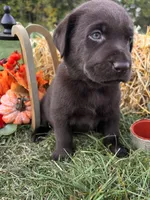 AKC Labrador Retriever , a male Labrador Retriever for sale in White Sulphur Springs, WV – 2 of 2
