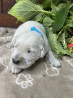 AKC GOLDEN RETRIEVER , a male Golden Retriever for sale in White Sulphur Springs, WV – 2 of 2
