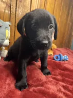 AKC Ready to Go Lab , a male Labrador Retriever for sale in White Sulphur Springs, WV – Photo 2 of 2