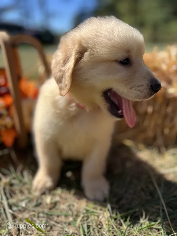Ready to Go Home AKC Golden Retriever  – Golden Retriever puppy for sale in White Sulphur Springs, WV