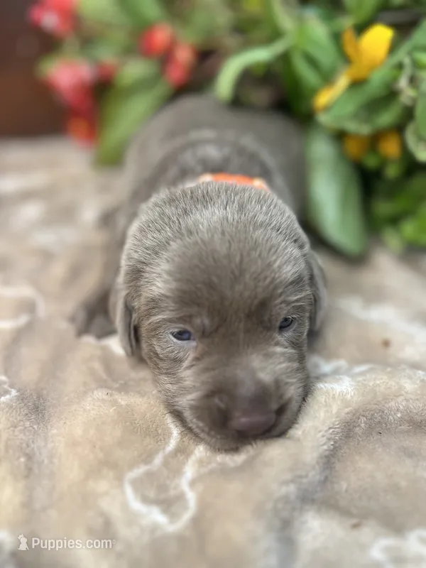 AKC Silver Labrador Retriever  – Labrador Retriever puppy for sale in White Sulphur Springs, WV