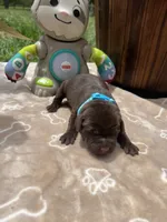 AKC Chocolate Labrador Retriever , a male Labrador Retriever for sale in White Sulphur Springs, WV – 2 of 2