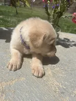 AKC Labrador Retriever , a female Labrador Retriever for sale in White Sulphur Springs, WV – Photo 2 of 2