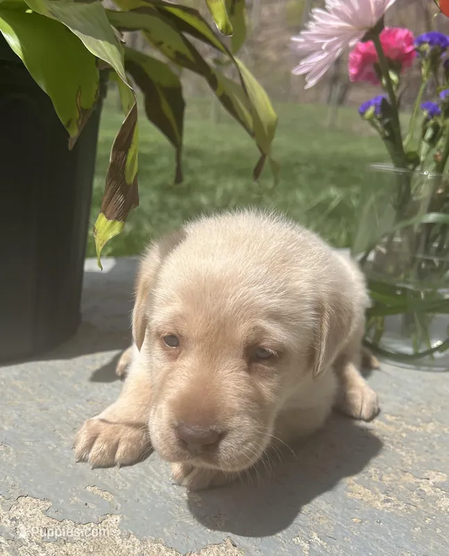 AKC Labrador Retriever  – Labrador Retriever puppy for sale in White Sulphur Springs, WV