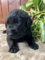 AKC Black Labrador Retriever , a female Labrador Retriever for sale in White Sulphur Springs, WV – 1 of 2