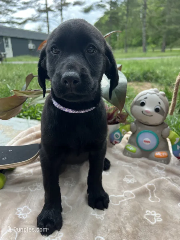 Discounted Ready to Go AKC Labrador Retriever  – Labrador Retriever puppy for sale in White Sulphur Springs, WV