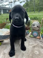 Discounted Ready to Go AKC Labrador Retriever , a female Labrador Retriever for sale in White Sulphur Springs, WV – 1 of 2